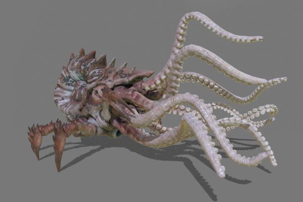 Kraken 19at